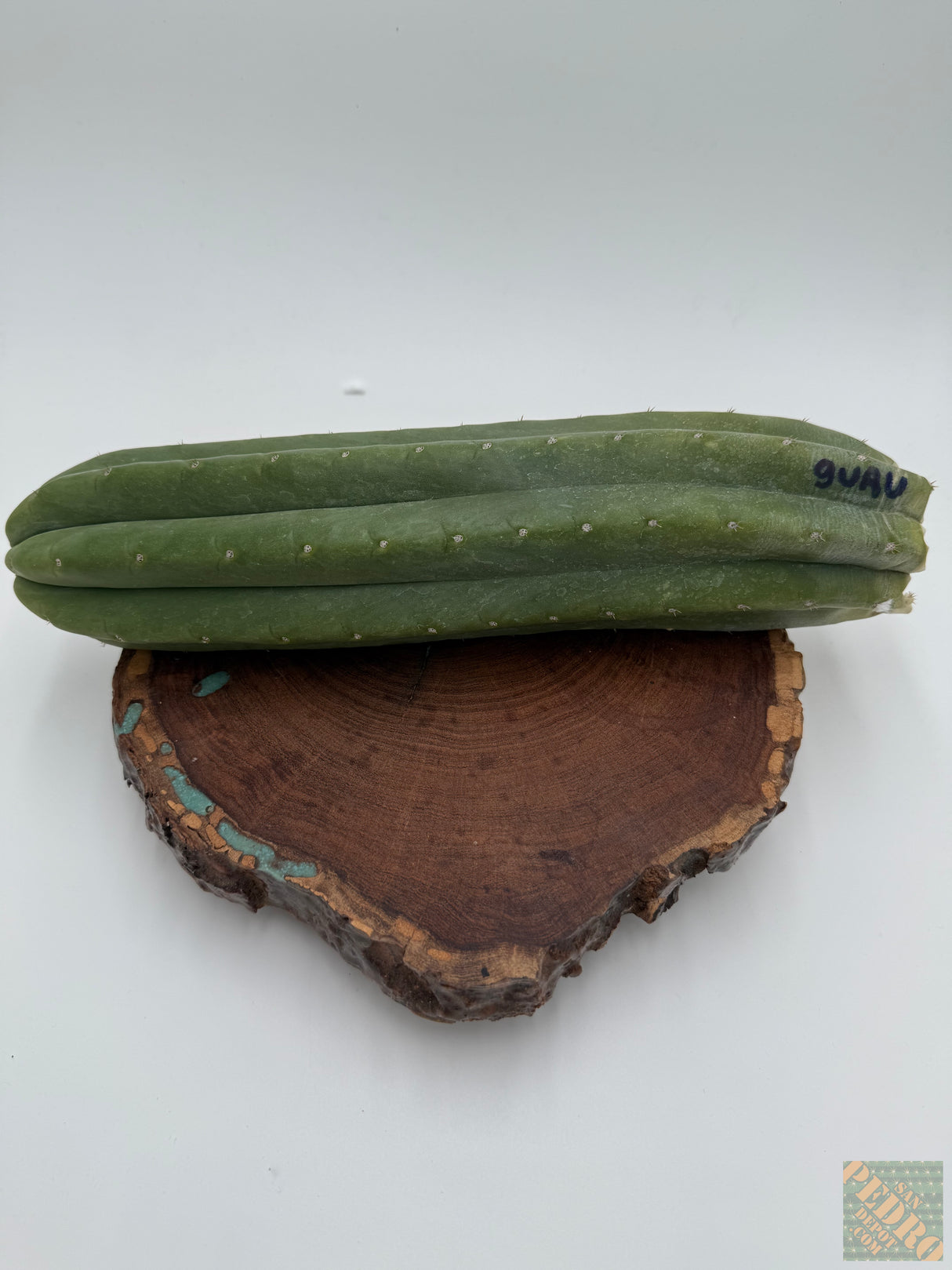Guru (Cuttings) - Plantstock