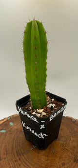 Huancabamba x Kimnach (Yearlings)