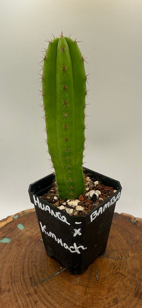 Huancabamba x Kimnach (Yearlings)