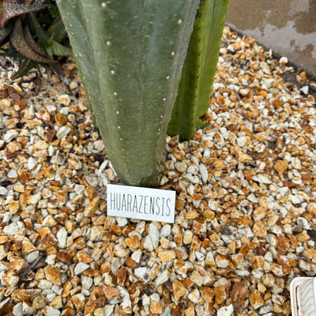 Huarazensis (Malo) - (Rooted Plants)