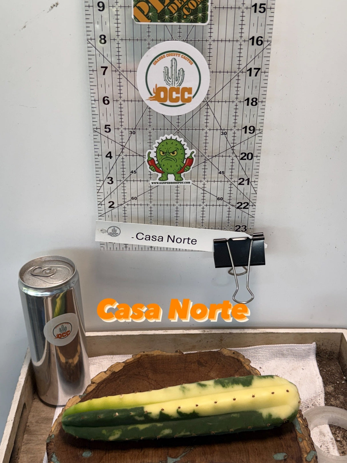 Casa Norte – Variegated Columnar Clone