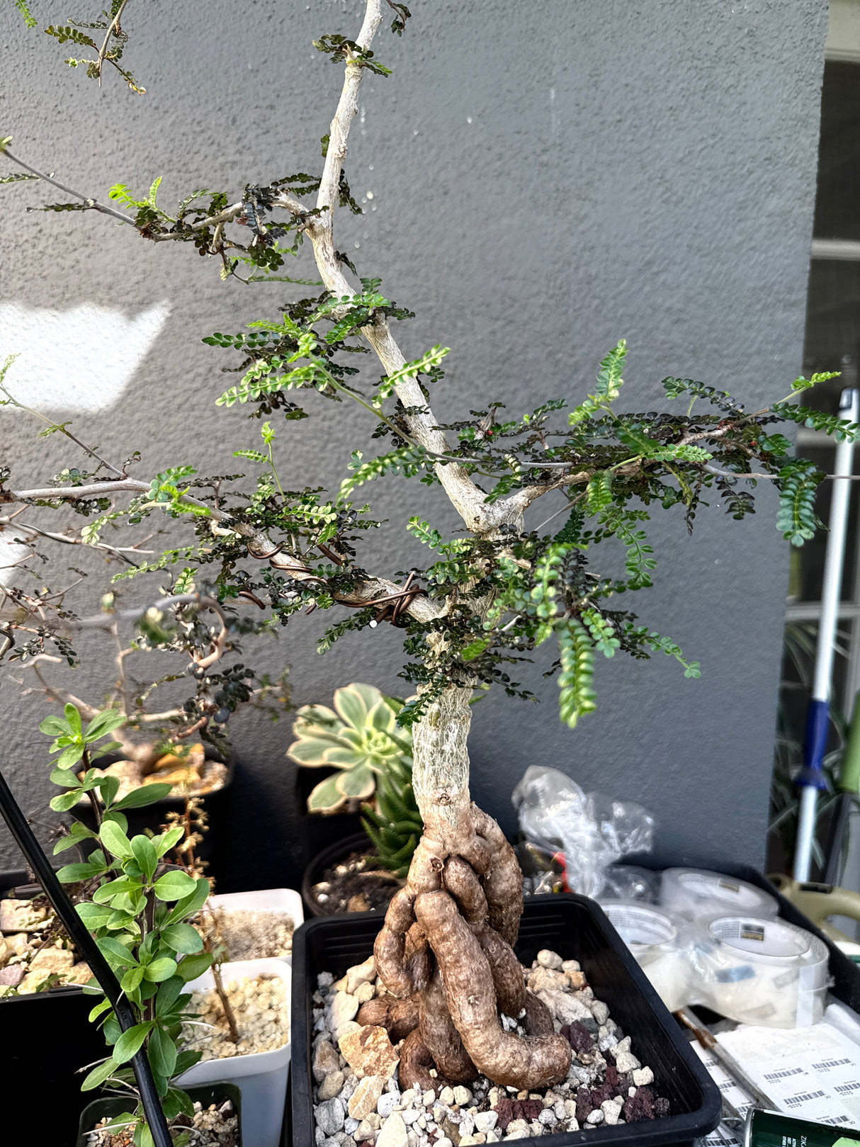Operculicarya Decaryi
