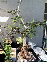 Operculicarya Decaryi
