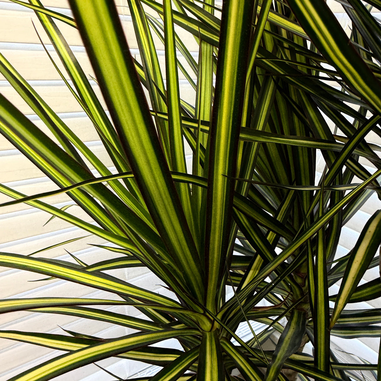 Dracaena 'Kiwi' – Ray of Sunshine Dragon Tree