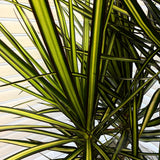 Dracaena 'Kiwi' – Ray of Sunshine Dragon Tree