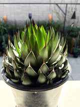 Agave 'Praying Hands' – x Mangave Hybrid Succulent