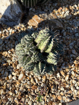 African milk barrel (Euphorbia Horrida)