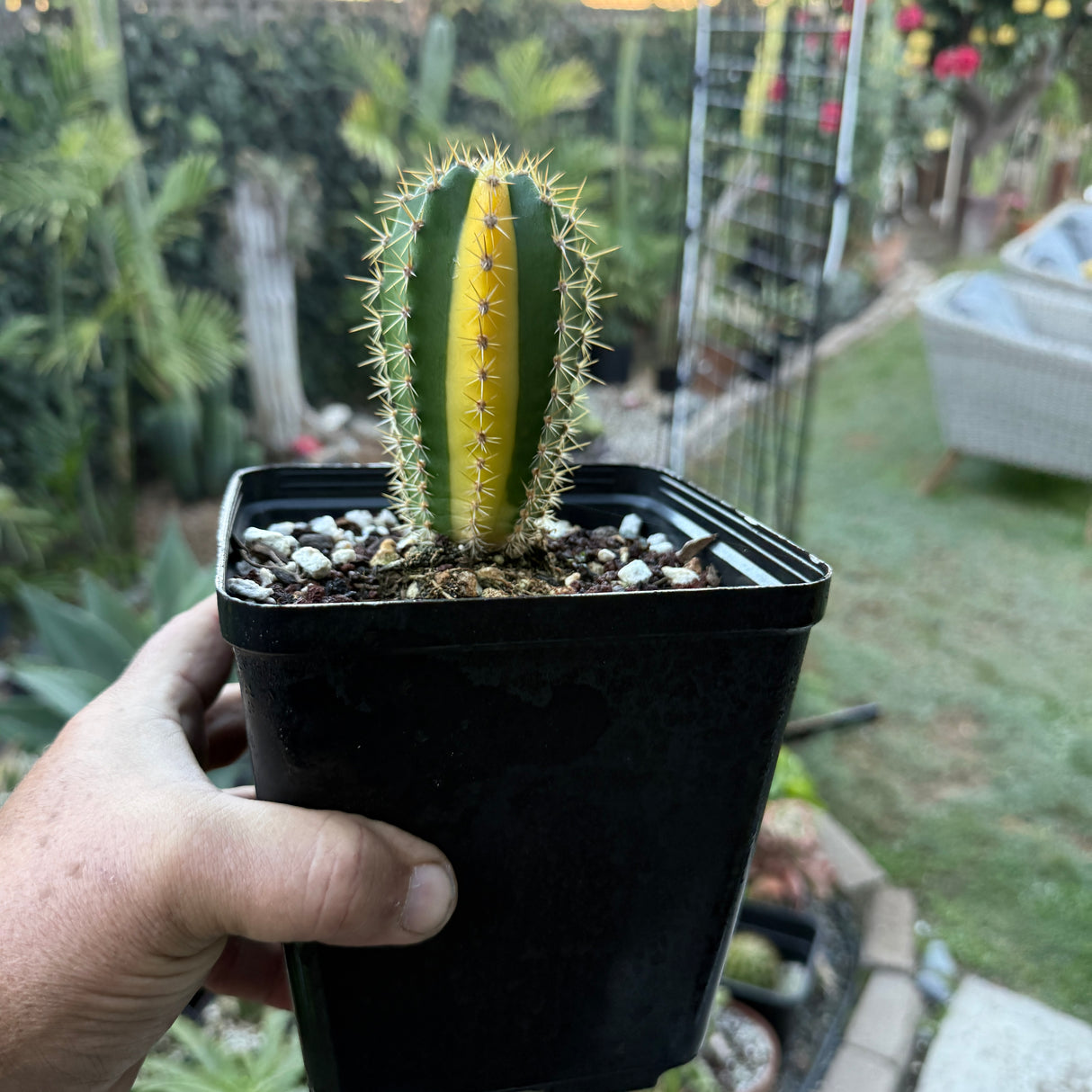 Rare Cactus - Columnar Cactus Hybrid - Variegated - (COLxVRG)