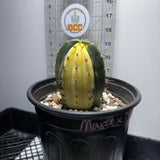 Rare Cactus - Columnar Cactus Hybrid - Variegated - (MAIPUxDEB)