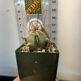fishhook barrel cactus (Ferocactus wislizeni)