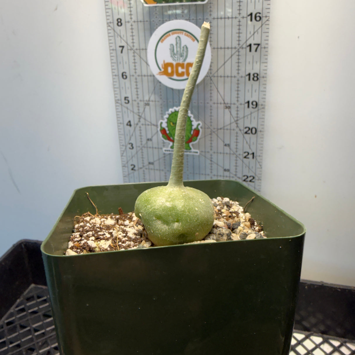 Gerrardanthus Macrorhizus - Bigfoot or Elephants Foot