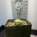 Gerrardanthus Macrorhizus - Bigfoot or Elephants Foot