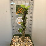 Furcraea Macdougalii