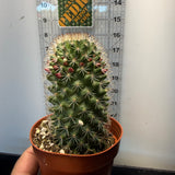 Mammillaria Backebergiana