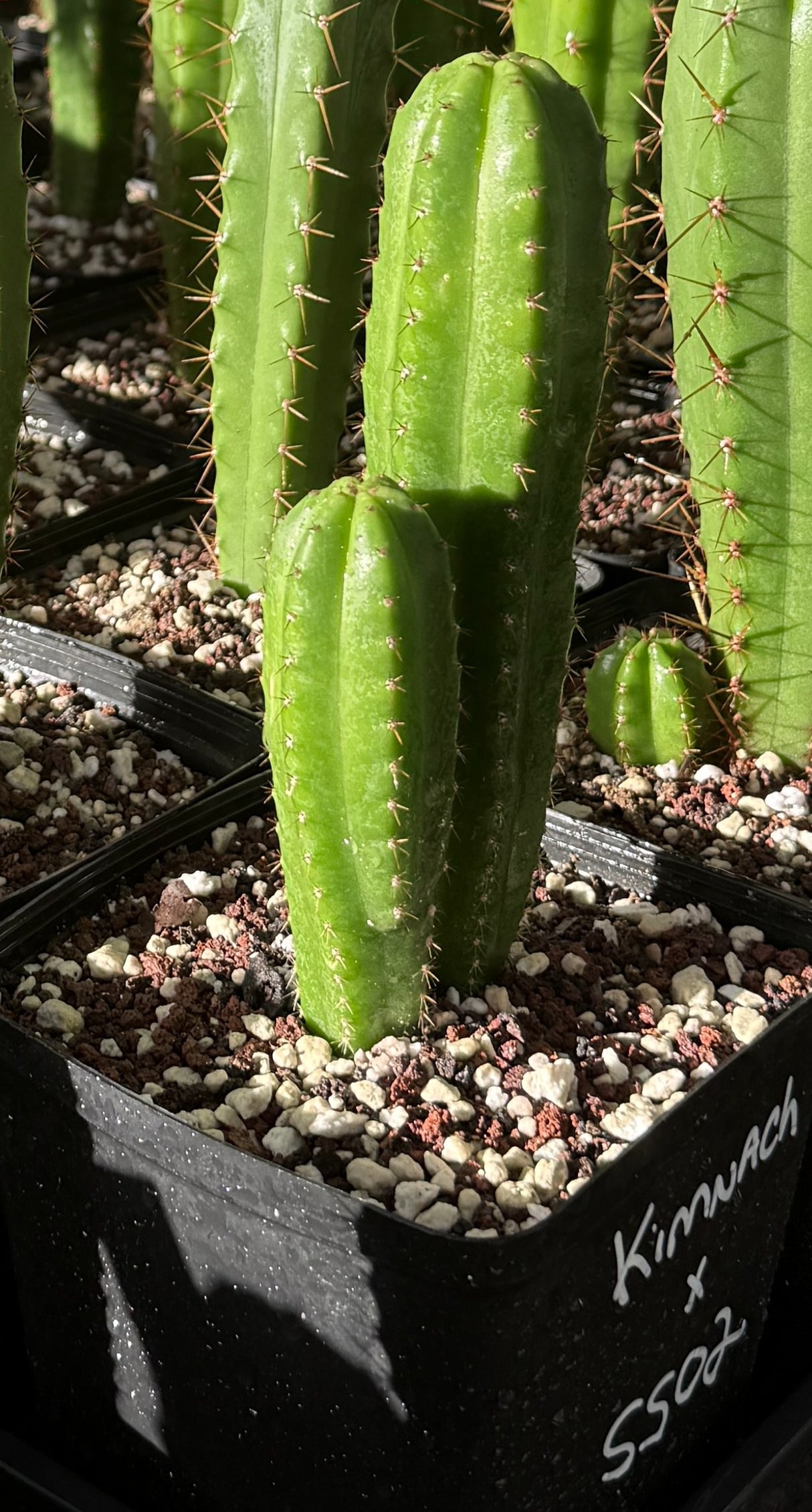 Rare Cactus - Columnar Cactus Hybrid - (KIMxSS02)