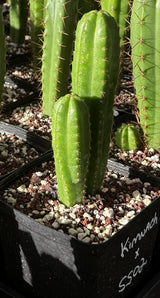 Rare Cactus - Columnar Cactus Hybrid - (KIMxSS02)