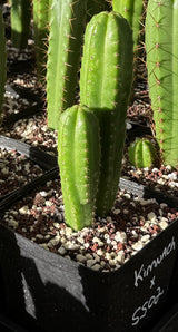 KIMNACH x SS02 - Columnar Cactus Hybrid