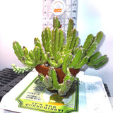 Stapelia gigantea - Carrion Plant, Zulu Giant