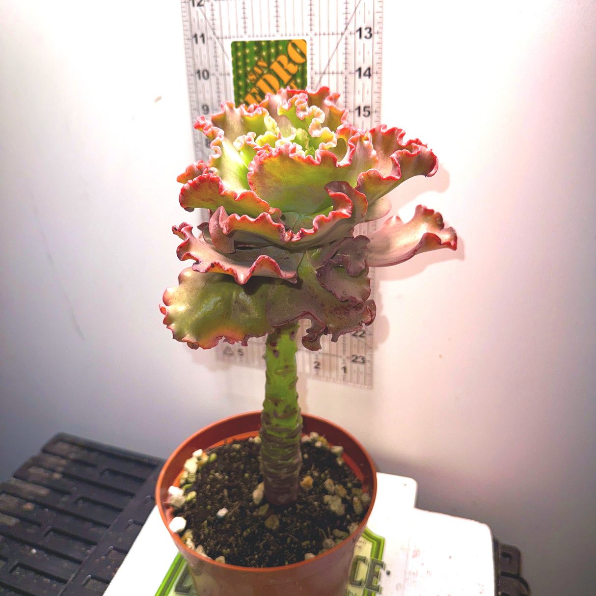 Echeveria (Ruffled Varieties)