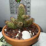 Mammillaria Elongata - Ladyfinger Cactus