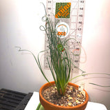 Albuca spiralis -  "Frizzle Sizzle"