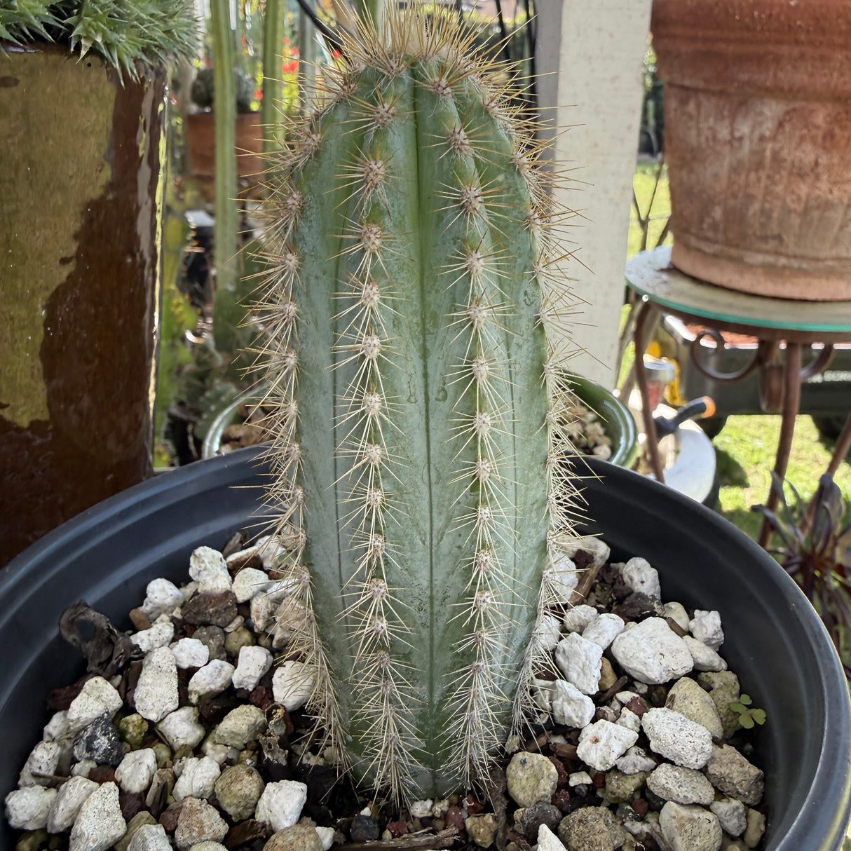 Pilosocereus Pachycladus - Blue Torch Cactus