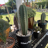 Rare Cactus - Columnar Cactus Hybrid - (ALTHxFER)