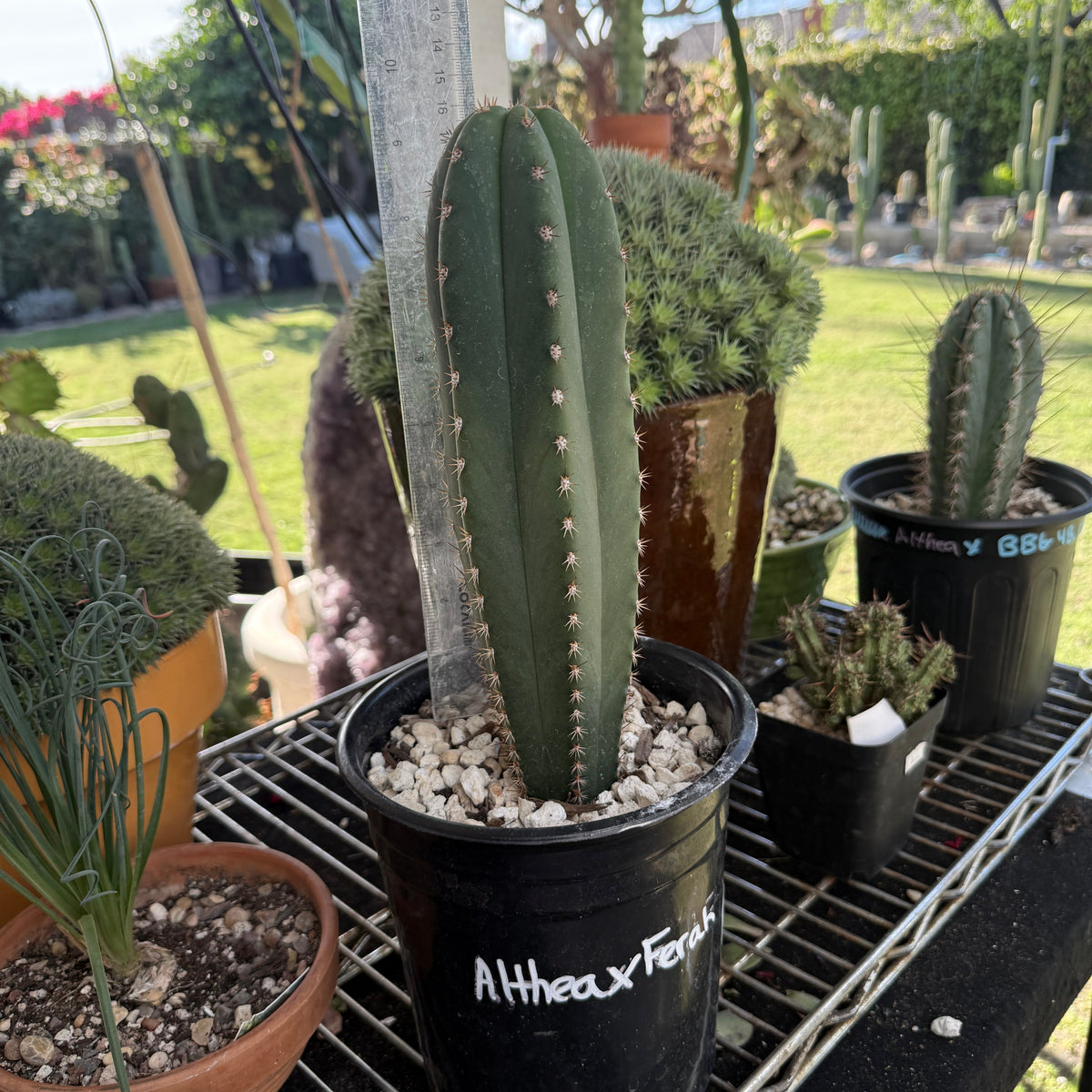 Echinopsis ‘Althea’ × ‘Ferah’ Columnar Cactus