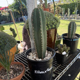 Echinopsis ‘Althea’ × ‘Ferah’ Columnar Cactus