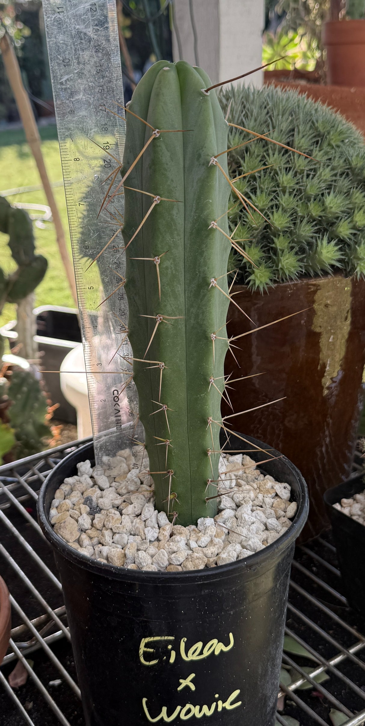 Rare Cactus - Columnar Cactus Hybrid - (EILxWOW)