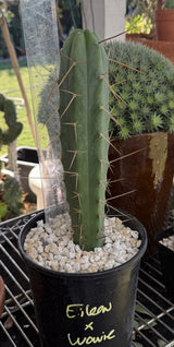Rare Cactus - Columnar Cactus Hybrid - (EILxWOW)