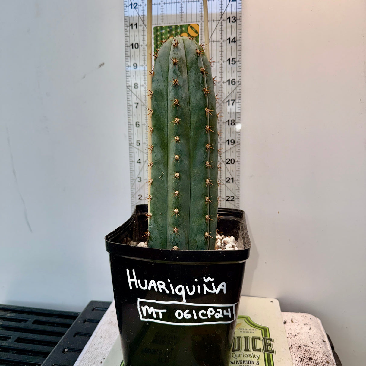 Rare Cactus - Columnar Cactus Clone - (Huariquiña-Clone)