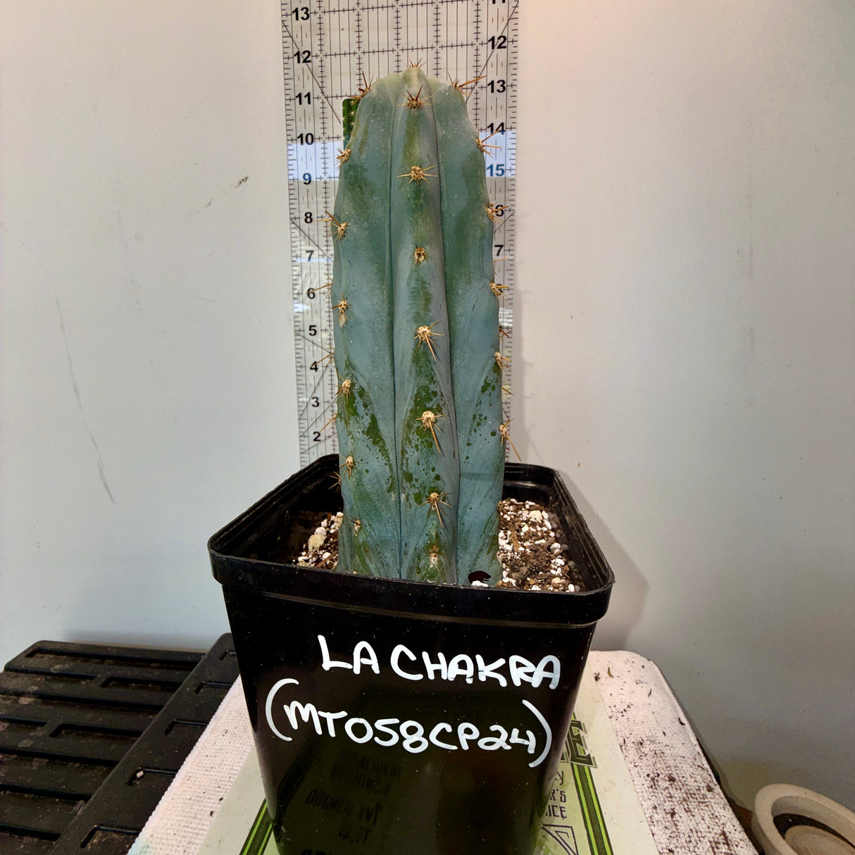 Rare Cactus - Columnar Cactus Clone - LA-CHAKRA-CLONE