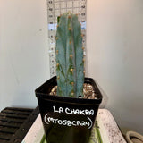 Rare Cactus - Columnar Cactus Clone - LA-CHAKRA-CLONE