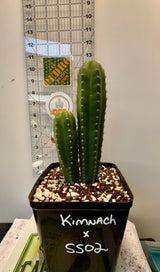 Rare Cactus - Columnar Cactus Hybrid - (KIMxSS02)