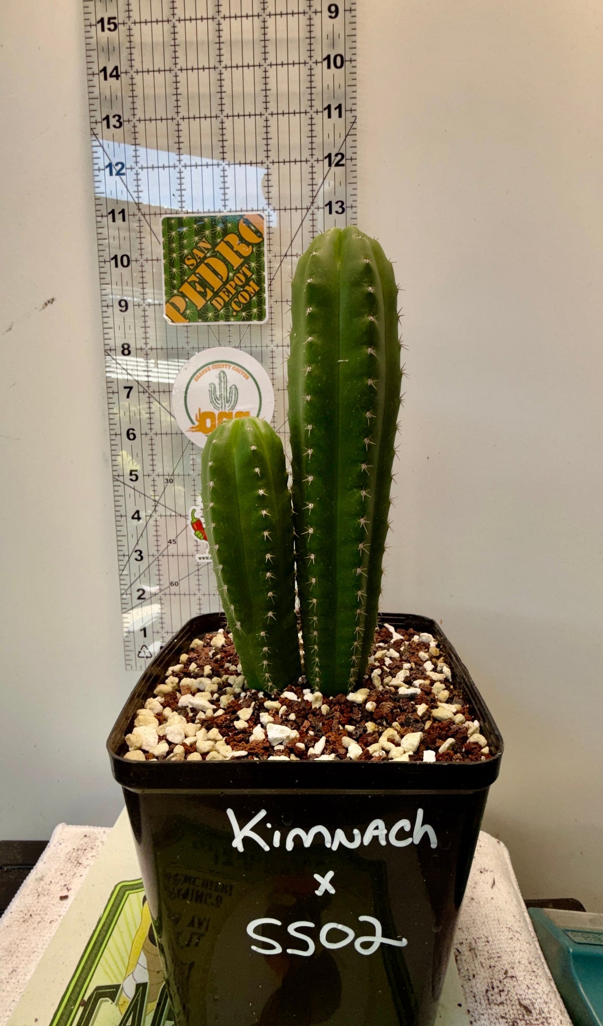 KIMNACH x SS02 - Columnar Cactus Hybrid