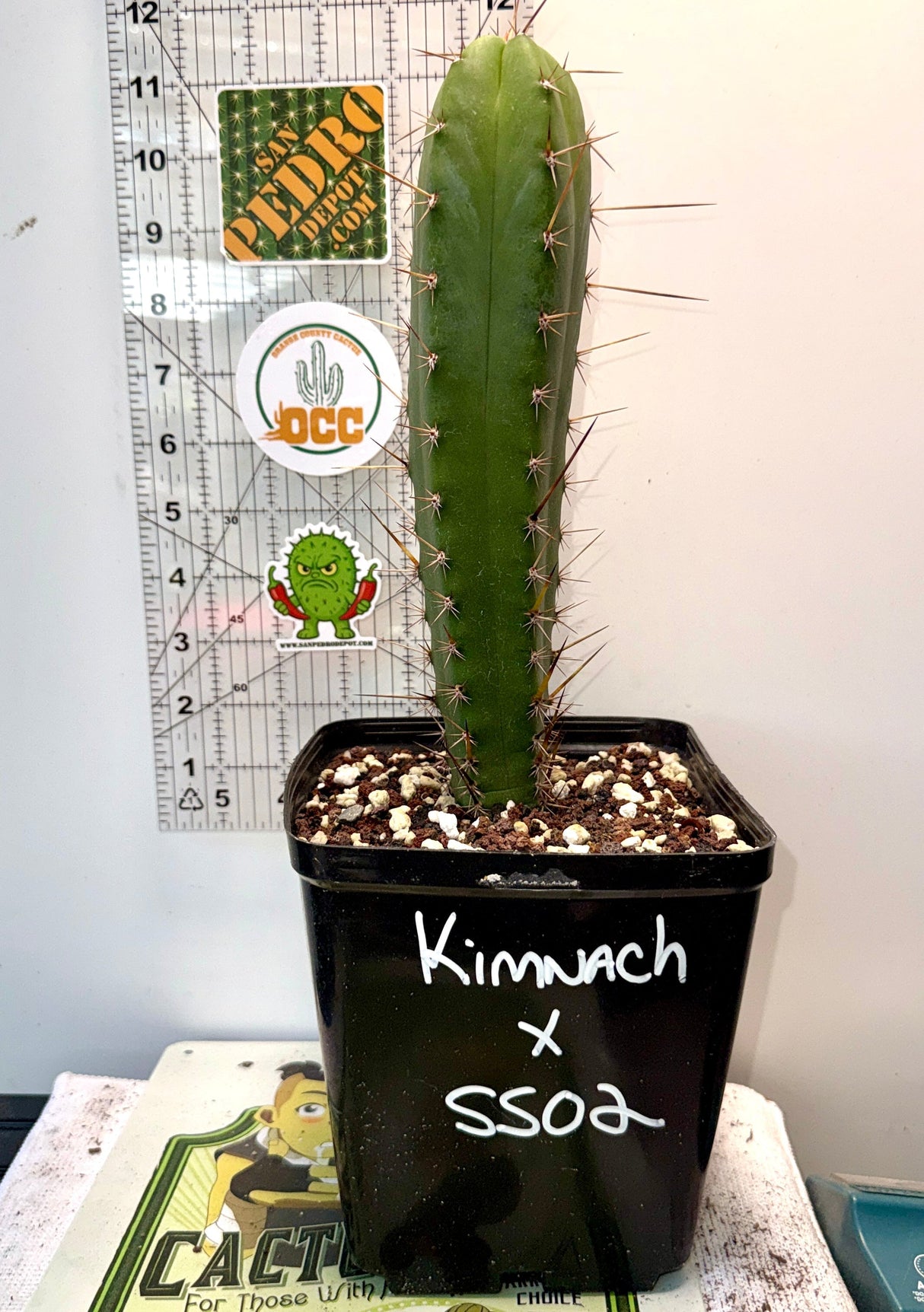 KIMNACH x SS02 - Columnar Cactus Hybrid
