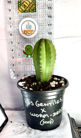 LOS GENTILES x WORM-ZED's - Columnar Cactus Hybrid