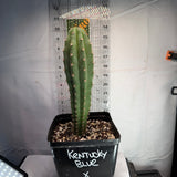 KENTUCKY BLUE x FILMORE - Columnar Cactus Hybrid