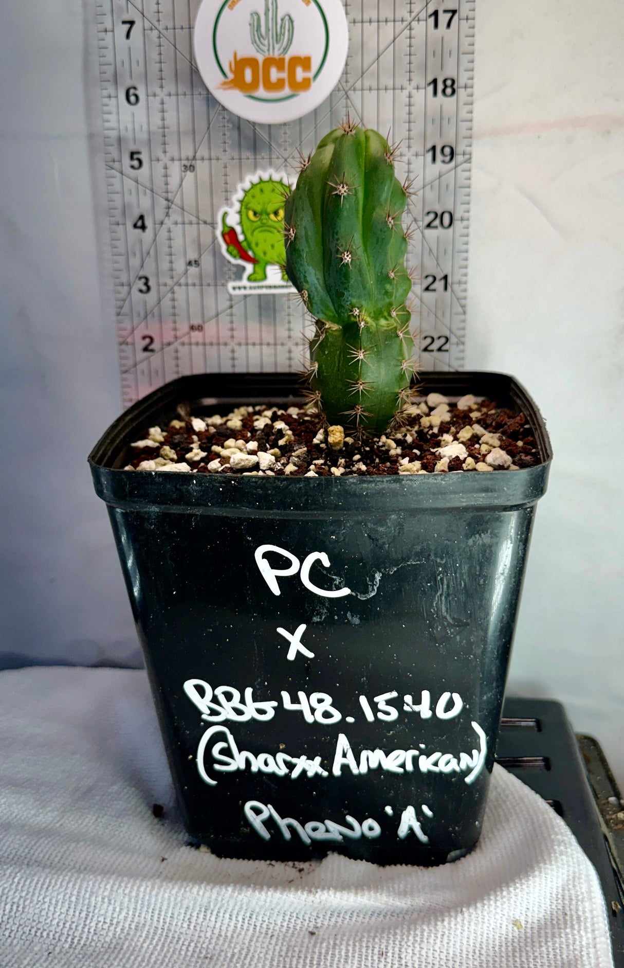 PC X BBG 48.1540 - Columnar Cactus Hybrid
