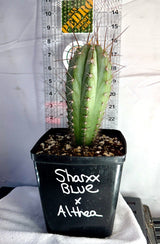 SHARXX BLUE x ALTHEA - Columnar Cactus Hybrid