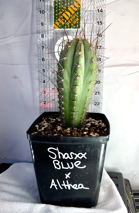 SHARXX BLUE x ALTHEA - Columnar Cactus Hybrid