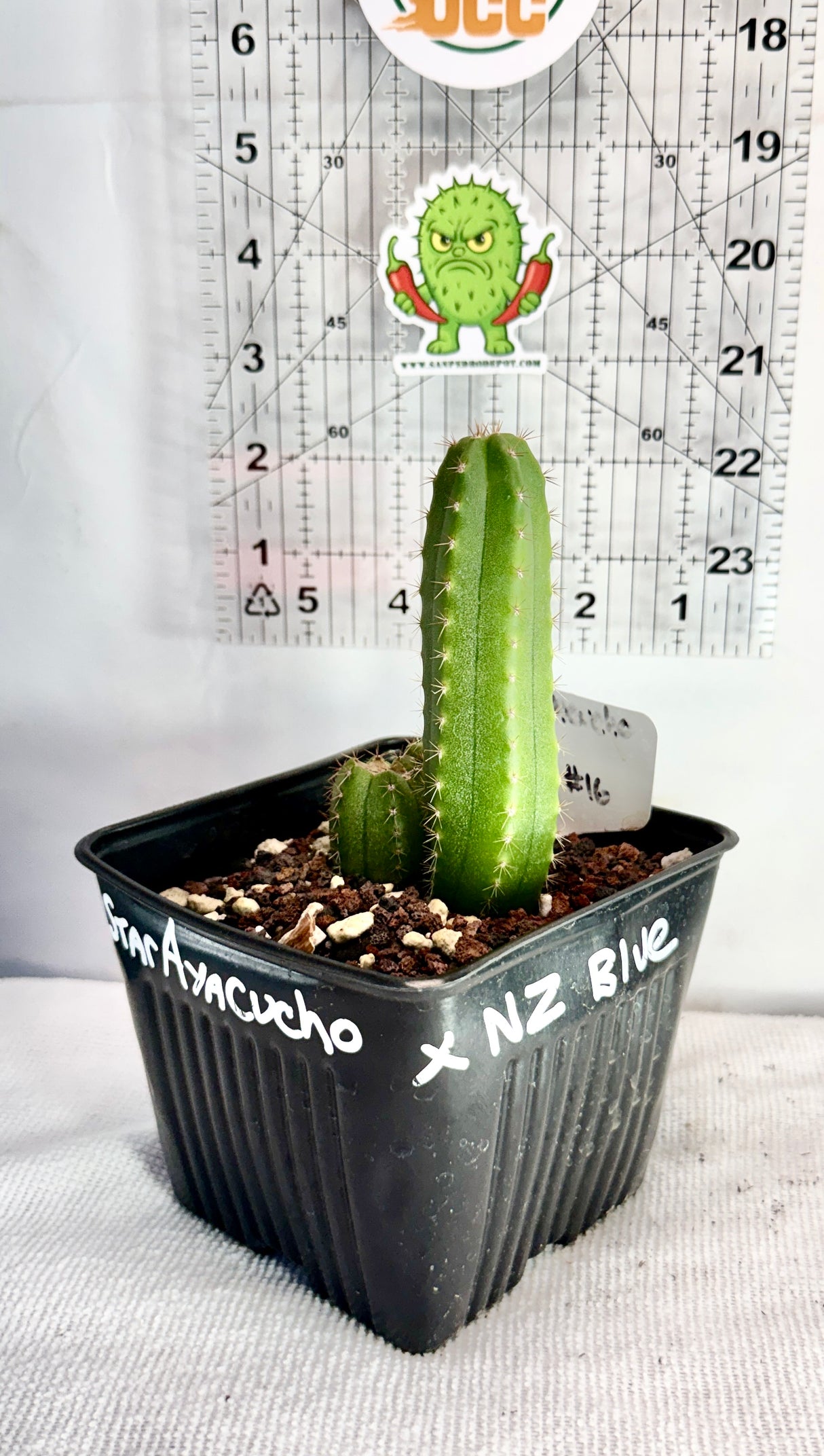 Rare Cactus - Columnar Cactus Hybrid - (STARxNZBL)