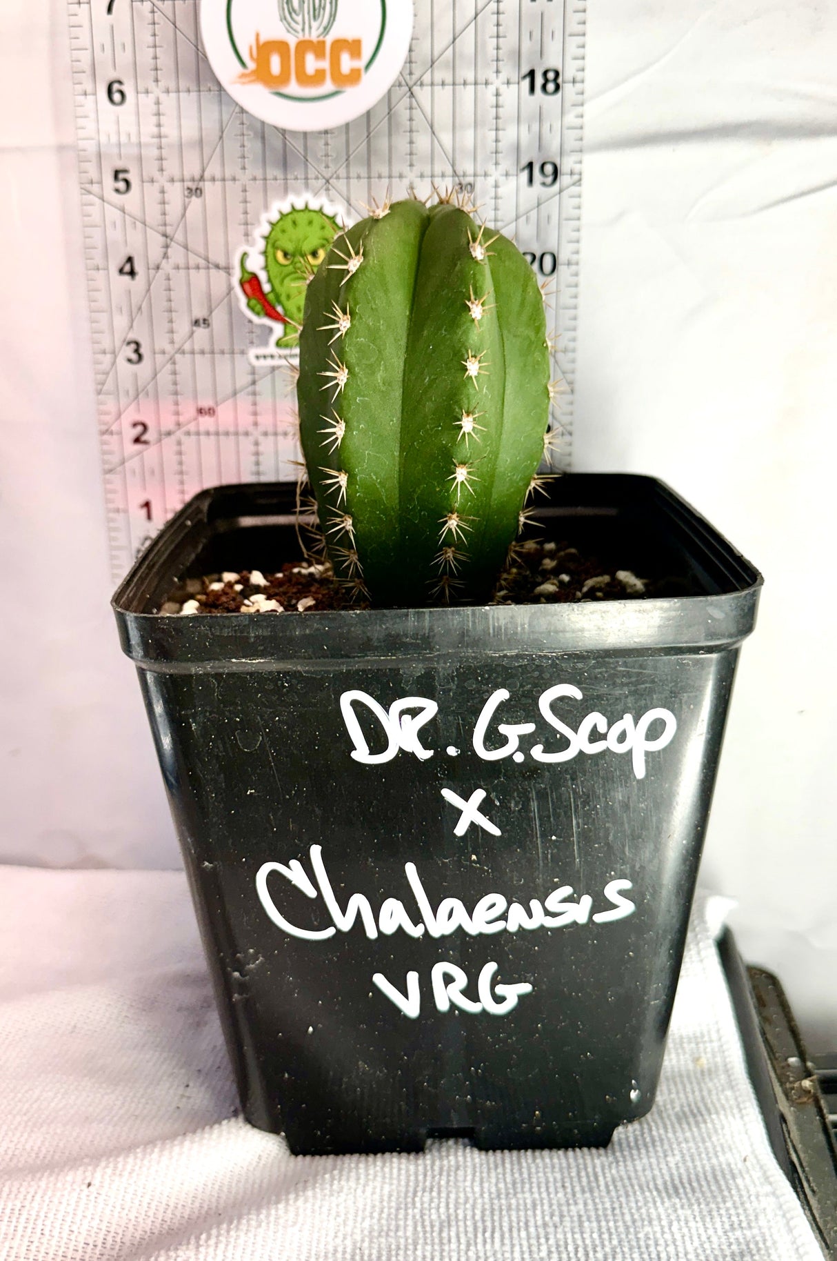 DR.G SCOP x CHALAENSIS - Columnar Cactus Hybrid