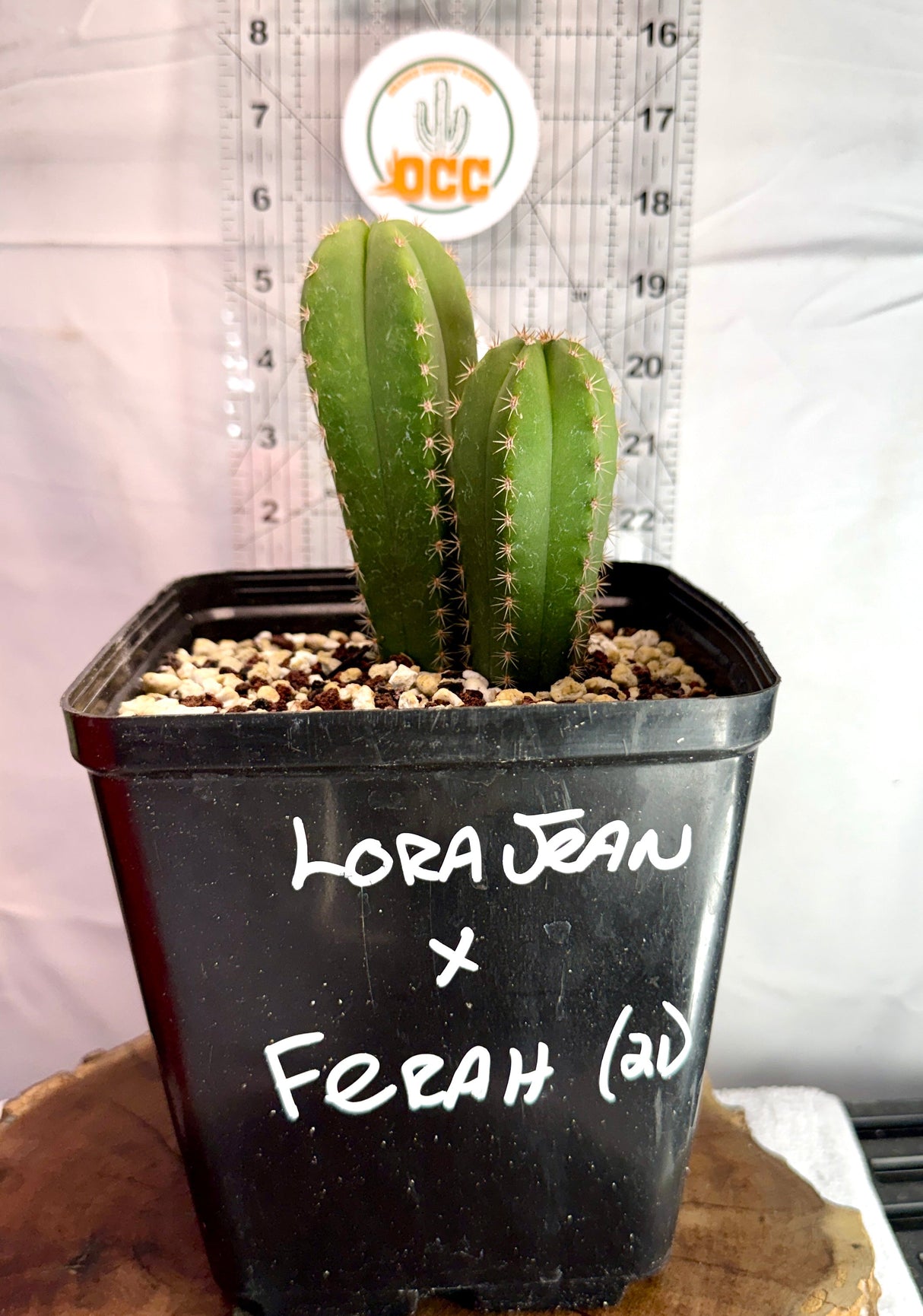 LORA JEAN x FERAH - Columnar Cactus Hybrid