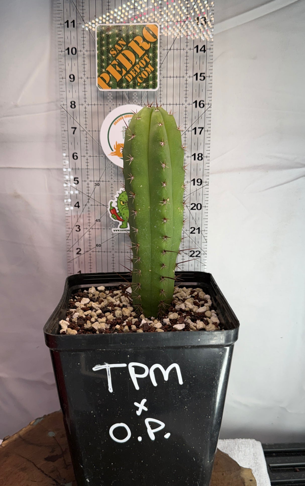 Rare Cactus - Columnar Cactus Hybrid - (TPMxOP) Revert