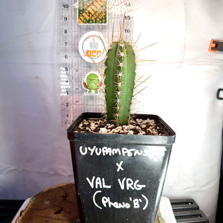 UYUPAMPENSIS x VAL VRG - Columnar Cactus Hybrid
