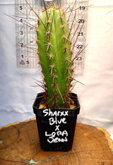 SHARXX BLUE x LORA JEAN - Columnar Cactus Hybrid