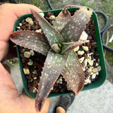 Aloe Maculata - Soap Aloe