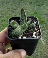 Gasteria 'Little Warty'